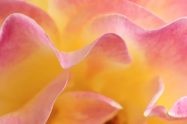 Flor Rosa Vista Perto Conceito Verão — Fotografia de Stock