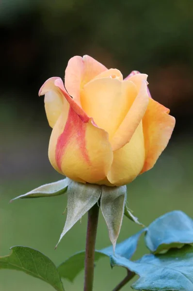 Rosenblüte Nahsicht Sommerkonzept — Stockfoto