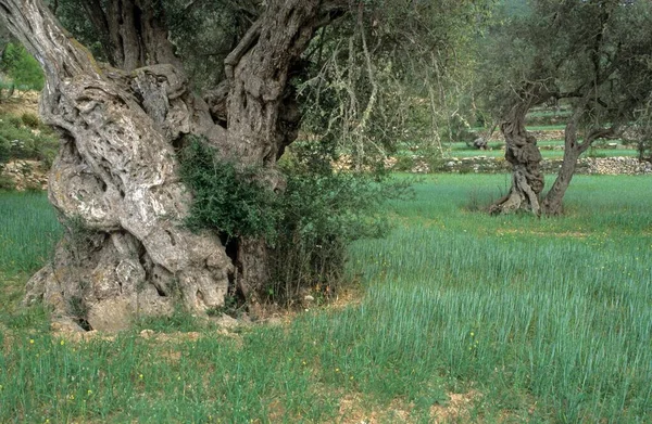 Very Old Olive Tree Standing Green Meadow Ibiza — 스톡 사진