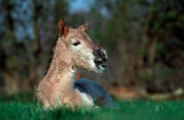 Konik Horse Foal Resting Germany Europe —  Fotos de Stock