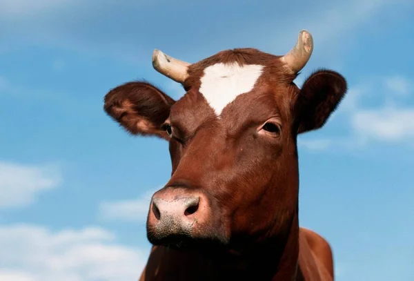 Cattle Poartrait Close View — 스톡 사진