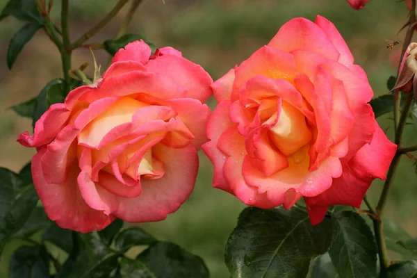 Shrub Rose Tea Hybrid Rose Flowers Close View Summer Concept — ストック写真