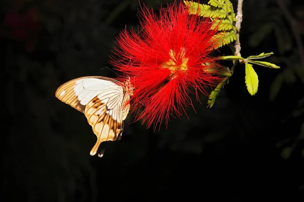 Бабочка Папилио Мексиканском Огне Calliandra Tweedii — стоковое фото