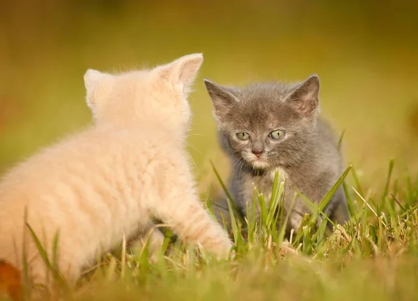 Two Young Domestic Cats Kittens Weeks Playing Meadow — 图库照片