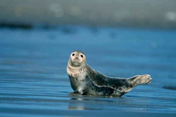 Common Seal Heligoland Germany Europe — стокове фото