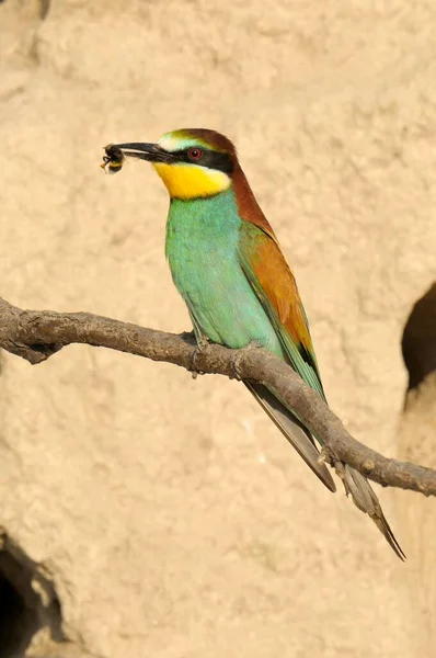 Abejas Europeas Merops Apiaster — Foto de Stock