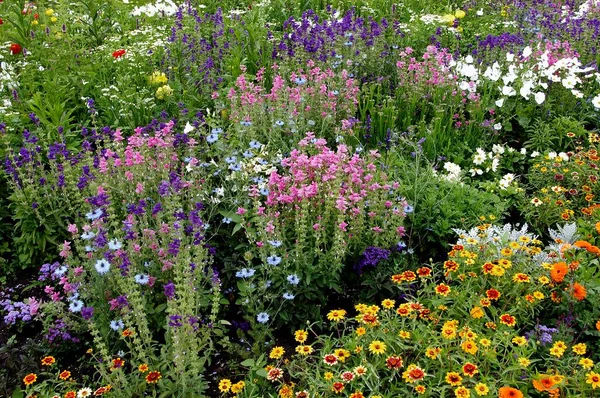 Virágágyás Napraforgóval Leányzó Szőlőben Nigella Damascena Éves Clary Salvia Horminum — Stock Fotó