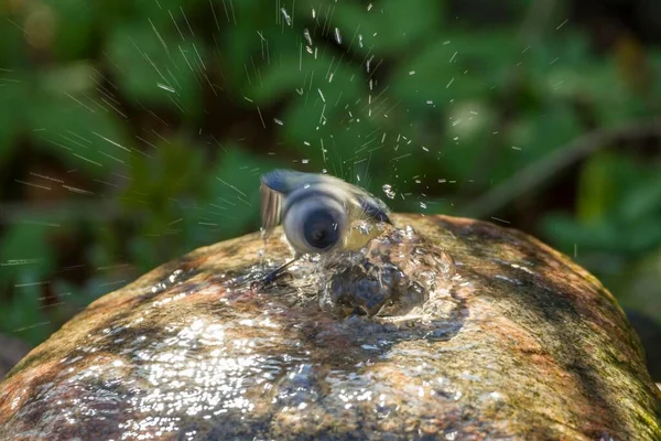 Blue Tit Cyanistes Caeruleus Syn Parus Caeruleus Taking Bath Fuldabrck — Φωτογραφία Αρχείου