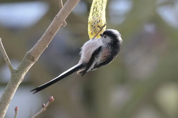 Long Tailed Tit Bird Feed Fat Ball — Stock Photo, Image