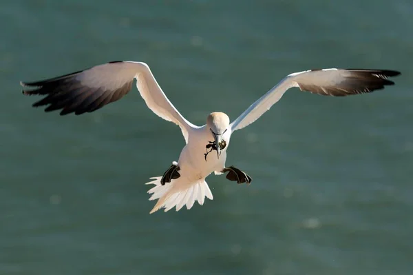 Northern Gannet Flight Nesting Material Its Beak Breeding Season Schleswig — Photo