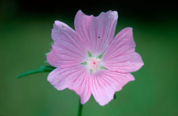 Musk Mallow Flowers Vista Vicino Concetto Estivo — Foto Stock