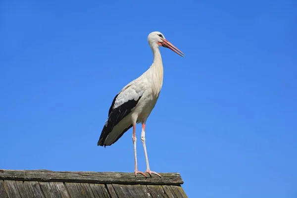 Белый Аист Ciconia Ciconia — стоковое фото