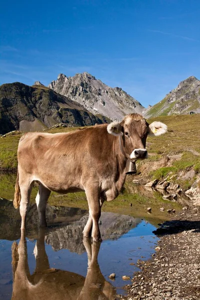 Mucca Piedi Nel Lago Wangsersee Presso Massiccio Del Pizol Bad — Foto Stock