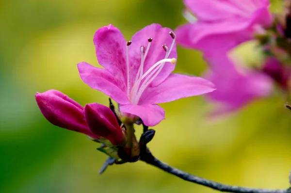 Flor Azalea Vista Cerca Concepto Verano —  Fotos de Stock