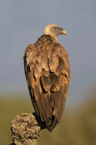 Griffon Vulture Gyps Fulvus Adult Branch Cork Oak Extremadura Spain — ストック写真