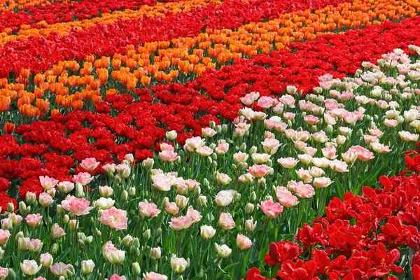 Colorful Tulip Beds Tulipa Keukenhof Lisse Holland Netherlands Europe —  Fotos de Stock