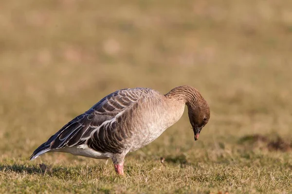 Husa Růžová Stojící Louce Kassel Hesensko Německo Evropa — Stock fotografie