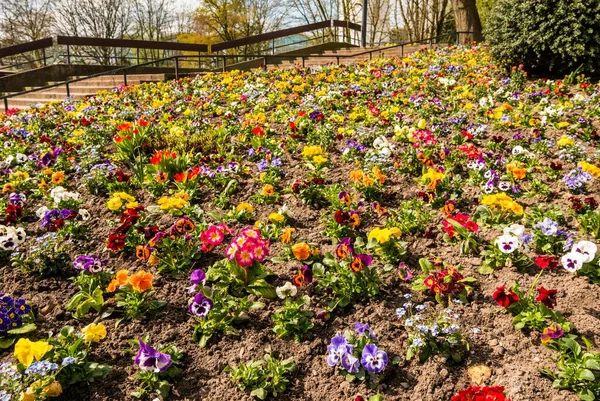 Flowerbed Colorful Spring Flowers Planten Blomen Hamburg Germany Europe — Stockfoto