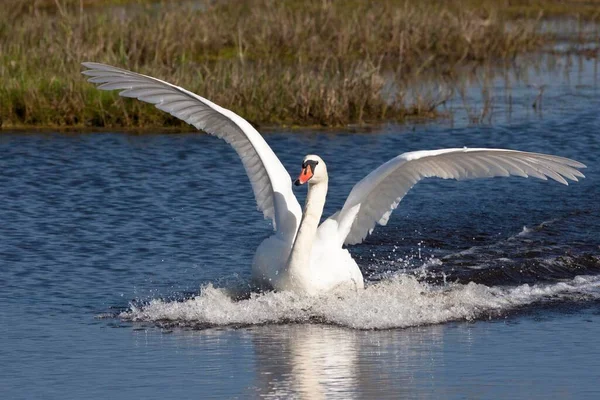 Mute Swan Cygnus Color Пух Прах — стоковое фото