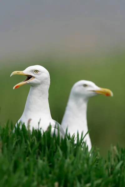 European Herring Gulls Larus Argentatus Germany — Stok fotoğraf