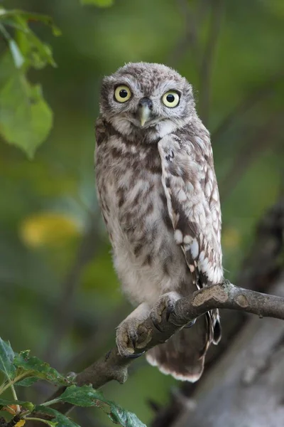 Little Owl Athene Noctua Sitting Branch Tree Emsland Lower Saxony — Φωτογραφία Αρχείου