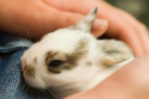 Малюк Карликового Кролика Лежить Руці — стокове фото
