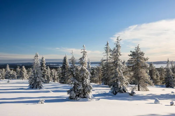 Ośnieżone Drzewa Park Narodowy Riisitunturi Posio Laponia Finlandia Europa — Zdjęcie stockowe