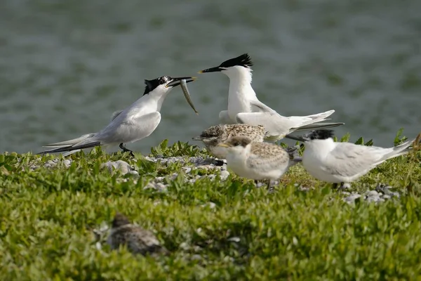 Sandwich Tern Sterna Sandvicensis Handing Fish Partner Texel Netherlands Europe — Stockfoto