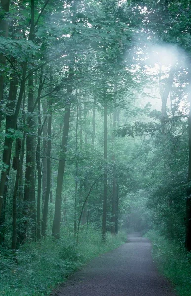 Path Deciduous Forest North Rhine Westphalia Germany Europe — 图库照片