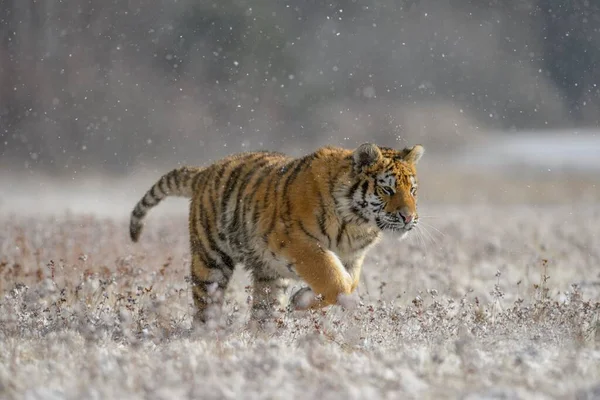 Tigre Siberiano Panthera Tigris Altaica Cativeiro Atravessando Prado Durante Forte — Fotografia de Stock