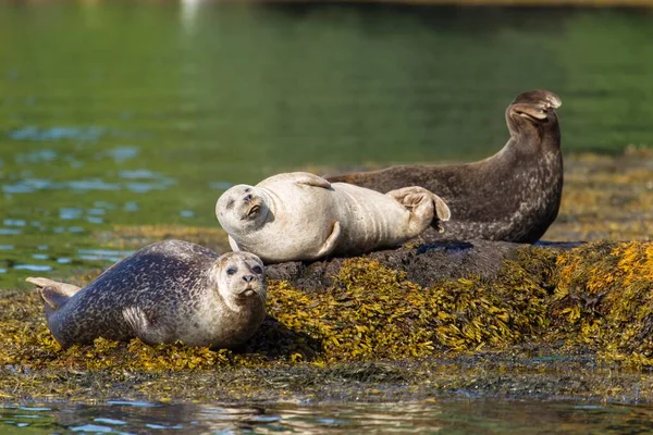 Grey Seals Bantry Bay Cork Ireland Europe Stock Image