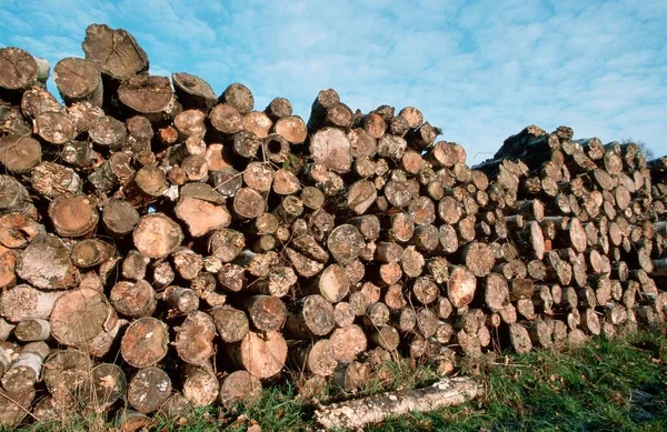 Wood Pile North Rhine Westphalia Germany Europe Stock Photo