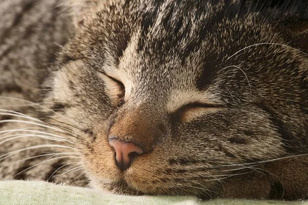 Domestic Cat Asleep Portrait — ストック写真