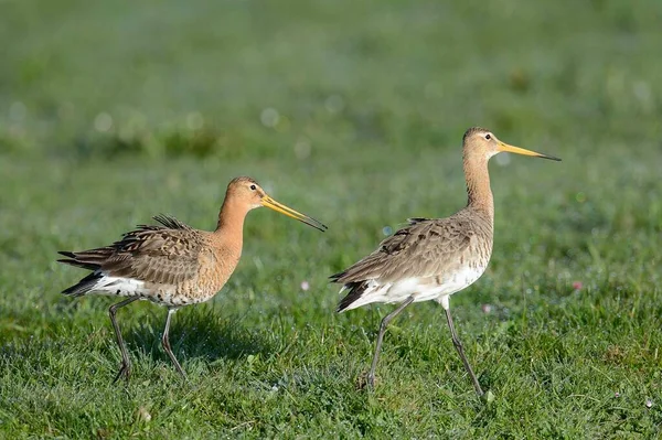 Black Tailed Godwits Limosa Limosa Displaying Texel West Frisian Islands — Stock fotografie