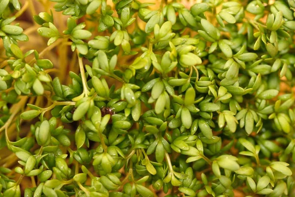 Garden Cress Pepper Grass Lepidium Sativum — 스톡 사진