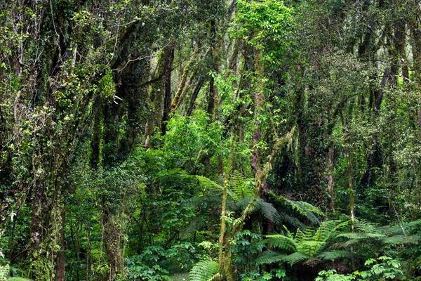 New Zealand Rainforest Fox Glacier Westland National Park West Coast — Stock Photo, Image