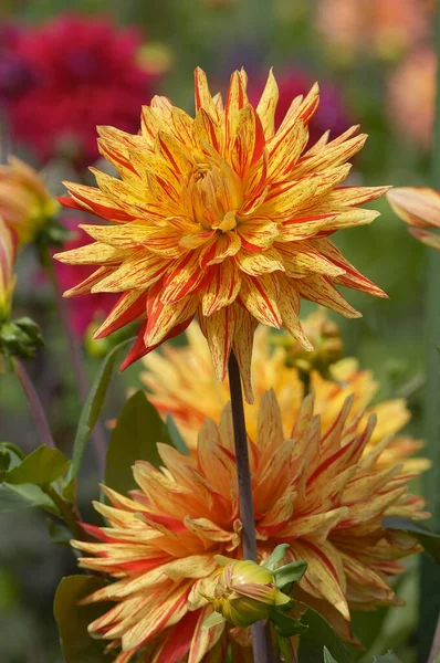 Semicactus Dahlia Flowers Close View Summer Concept —  Fotos de Stock