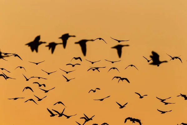 Greylag Geese Anser Anser Flight Front Evening Sky Ruegen Island — Stockfoto
