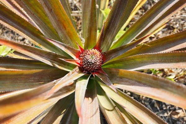 Pineapple Ananas Comosus Intanjung Puting National Park Central Kalimantan Borneo — 스톡 사진