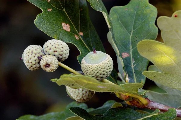 Downy Oak Acorns North Rhine Westphalia Oak Germany Europe — Stock fotografie