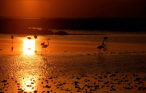 Greater Flamingo Phoenicopterus Ruber Roseus Sunset Camargue Southern France — Photo