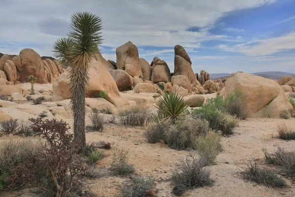 Granite Joshua Tree National Park Californie États Unis Amérique Nord — Photo