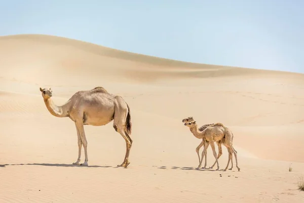 Dromedary Camelus Dromedarius Young Sand Dunes Rub Khali Desert United — Fotografia de Stock