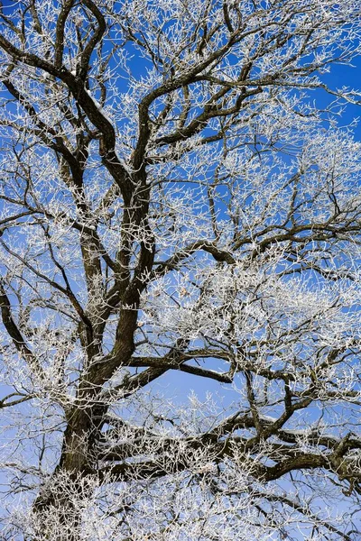 Crown Oak Quercus Robur Tree Hoarfrost — Φωτογραφία Αρχείου