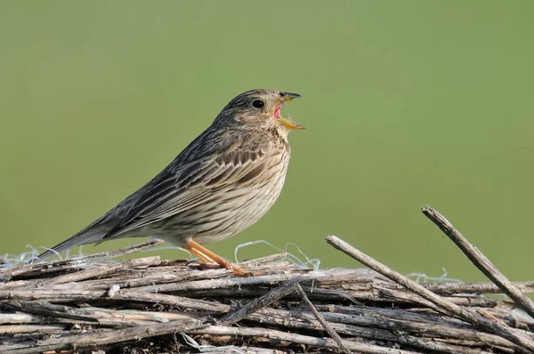 Corn Bunting Miliaria Calandra — стоковое фото