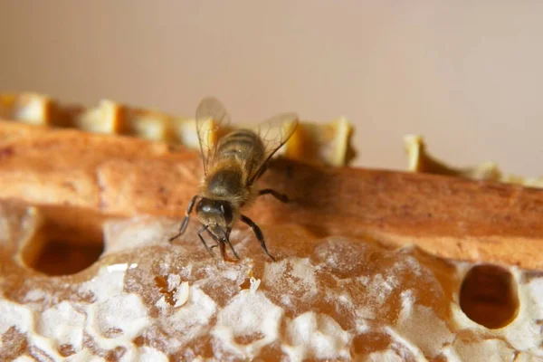 Pszczoła Wysysająca Miód Plastra Miodu — Zdjęcie stockowe
