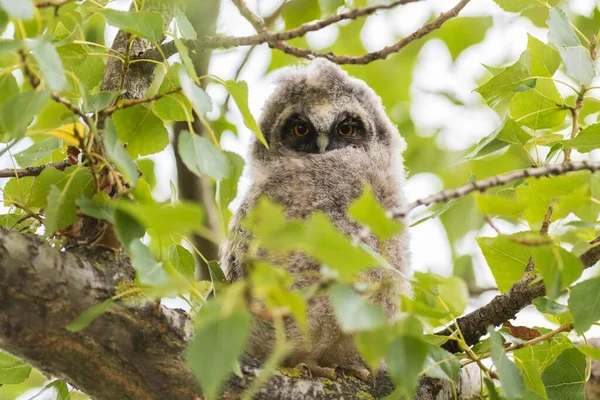 Young Long Eared Owl Sitting Tree Young Animal Lake Neusiedl — ストック写真