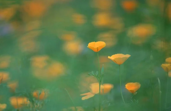 Papaver Uit Californië Eschscholzia Californica — Stockfoto