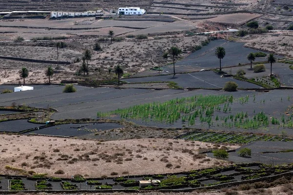 Agricultural Fields Lava Ash Haria Lanzarote Canary Islands Spain Europe — Φωτογραφία Αρχείου