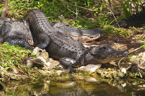 Usa Florida Two Alligators North America — 스톡 사진